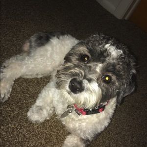 Meet your Posher, Jayla